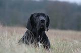 DOGUE ALLEMAND 701